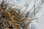 Laminaria (kelp) Seaweed On Sea Sand Stock Photo