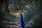 Natural Shot Of Indian Peacock With Beautiful Tail Plumage Stock Photo