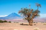 Old Tree Front Of Volcano Licancabur, Atacama Desert Of Chile Stock Photo