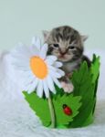 Kitten In Flower Pot Stock Photo