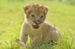 Lion Cub Stock Photo