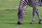 Theclose-up Of A Zebra Eating The Grass Stock Photo