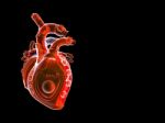 Human Heart  Stock Photo