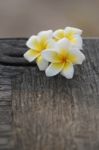 White And Yellow Frangipani Flower On Old Woods Stock Photo