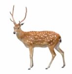Male Sika Deer Stock Photo