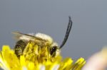 Long Horned Bee Stock Photo