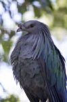 Beautiful Nicobar Pigeon On A Zoo Stock Photo