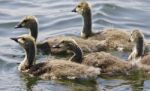 Beautiful Isolated Photo Of A Family Of The Canada Geese Stock Photo