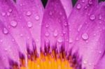 Water Drop On Colorful Purple Water Lily Stock Photo