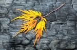 Burnt Black Wood With Yellow Fall Leaf Stock Photo
