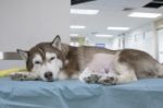 Sick Siberian Husky At Veterinary Hospital ,veterinary Theme Stock Photo