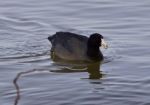Beautiful Background With Amazing American Coot In The Lake Stock Photo
