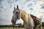 Portrait Of A Horse Stock Photo