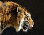 Tiger Profile Stock Photo