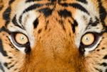 Tiger Eye Stock Photo