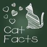 Cat Facts Means Details Info And Pets Stock Photo