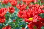 Red  Chrysanthemum In Gardenn Stock Photo