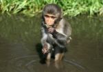 Rhesus Monkey Stock Photo