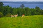 Fallow Deer On A Forest Glade Stock Photo