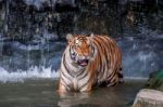 Tiger Standing In Water Stock Photo