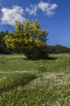 Spring Field With An Acacia Tree Stock Photo