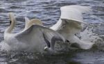 Amazing Expressive Image With The Fighting Swans Stock Photo