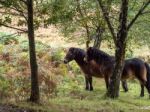 Exmoor Ponies In The  Ashdown Forest In Autumn Stock Photo