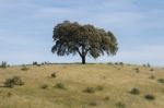 Lonely Holm Oak Tree Stock Photo