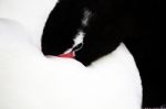 Black-necked Swan Stock Photo