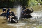 Lampang, Thailand - Dec. 12: Daily Elephants Bath  At The Thai E Stock Photo