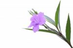 Single Ruellia Tuberosa Flower Focus Lower One On White Background Stock Photo