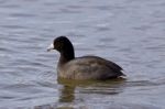 Beautiful Image With Amazing American Coot In The Lake Stock Photo