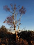 Sunlit Silver Birch Tree In The Ashdown Forest Stock Photo