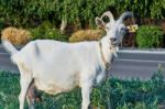White Goat Stock Photo