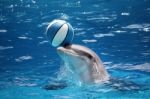 Dolphin With Ball Stock Photo