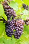 A Bunch Of Grapes On A Vine Stock Photo
