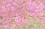 Wild Himalayan Cherry Flower Stock Photo