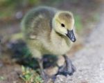 Background With A Cute Chick Of Canada Geese Stock Photo