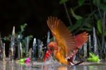Ruddy Kingfisher Stock Photo
