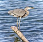 Image Of A Great Blue Heron Cleaning Feathers Stock Photo