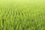 Green Rice Field Stock Photo