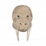 Walrus Head Drawing Stock Photo