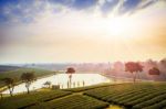 Tea Field At Chiangrai Thailand Stock Photo