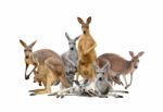 Group Of Kangaroo Stock Photo