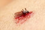Dead Mosquito With Blood Crushed Stock Photo