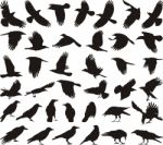 Carrion Crows On Various Action Stock Photo
