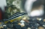 Zebra Fish Stock Photo