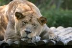 Barbary Lion (panthera Leo Leo) Stock Photo