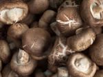 Fresh Mushrooms Stock Photo