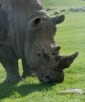 Beautiful Portrait Of The White Rhinoceros Stock Photo